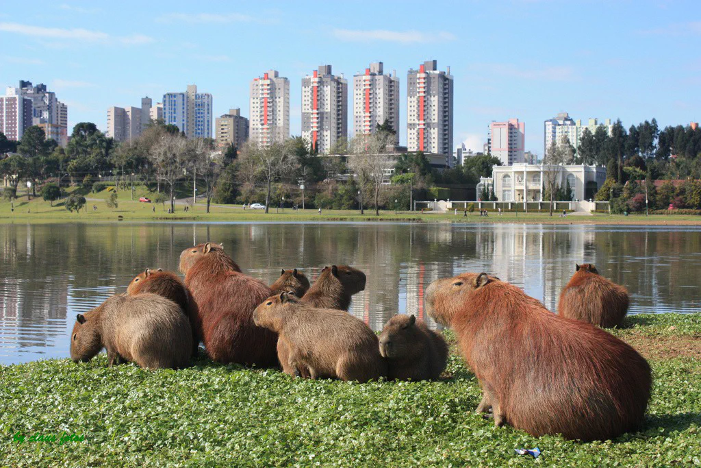 parque barigui curitiba