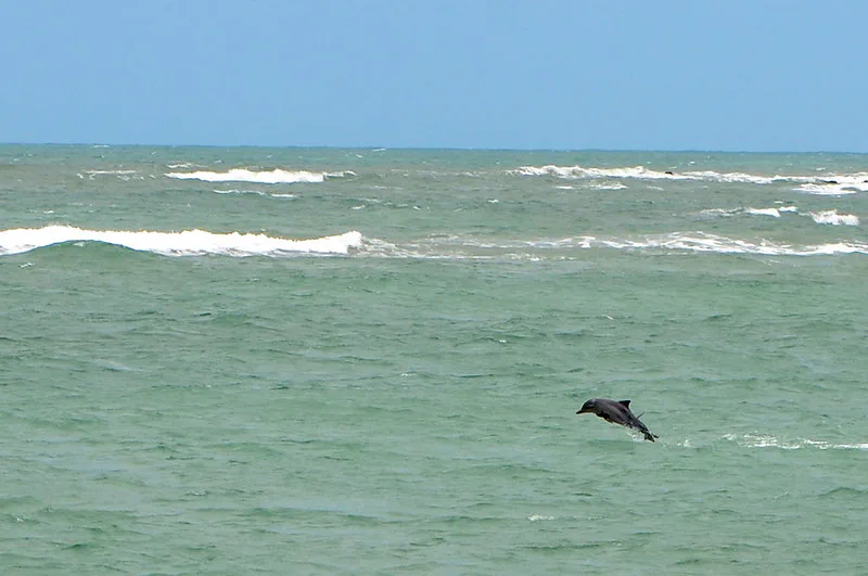golfinho saltando no mar da Baía dos Golfinhos em
Pipa e Tibau do Sul no Rio Grande do Norte
