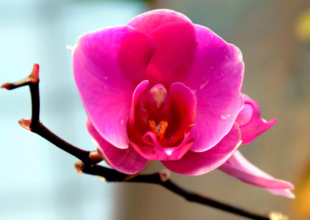 Orquidário Municipal José Sanchez Alarcon